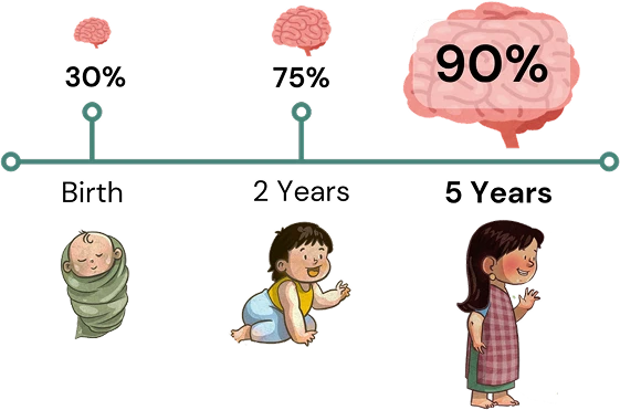 Brain Development